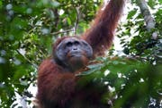 Orang-Utan