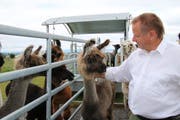 Lamas sind zwar Fluchttiere, doch auch sehr neugierig. (Bild: Ines Biedenkapp)
