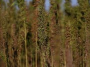 13'000 Cannabis-Pflanzen stellte die Griechische Polizei bei Athen sicher. Das sei «der grösste Fund aller Zeiten». (Bild: Keystone/EPA ANA-MPA/ORESTIS PANAGIOTOU)