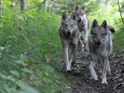 Wölfe geraten ab und zu in Konflikt mit Anlagen der Zivilisation: In der Nacht auf Sonntag wurde auf dem Julierpass ein Wolf von einem Auto überfharen (Archivbild). (Bild: KEYSTONE/MAXIME SCHMID)