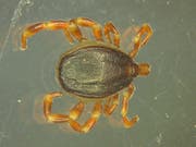 Hyalomma-Zecken sind in Afrika und Südeuropa heimisch und kommen vereinzelt durch Zugvögel und möglicherweise Futtermittelimporte in nördlichere Gefilde. In Deutschland scheinen sie nun auch überwintert zu haben. (Bild: Universität Hohenheim / Marco Drehmann)