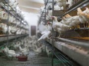 In den letzten fünf Jahren stieg die Hühnereier-Produktion in der Schweiz um 20 Prozent. Und weil auch mehr Poulet gegessen wurde, ging der Fleischkonsum insgesamt trotz Reduktion des Bestands an Schlachtrindern und -schweinen nicht zurück. (Bild: Keystone/GAETAN BALLY)