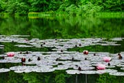 Zwischen zwei Regenschauern liegt der Bubenweier spiegelglatt da. Die ersten Seerosen blühen auf Drei Weieren ebenfalls bereits. Am Wochenende könnte es vom Wetter her sogar für ein Bad in den noch immer etwas kühlen Fluten des Mannen- oder des Chrüzweiers reichen. (Leserbild: Franz Häusler- 10. Juni 2019)