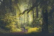 «Baden» im Wald. Wer keinen in der Nähe hat, kann sich auch auf offenem Feld oder in einem städtischen Park Gutes tun. (Bild: Getty)