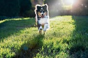 Tests wurden unter anderem mit Shetland Sheepdogs gemacht. (Bild: Getty)