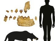 Ein Basler Forscher hat eine unbekannte Gattung eines über 40 Millionen Jahre alten Raubtiers entdeckt. Die Zähne und Kieferfragmente werden bereits seit 100 Jahren in den Sammlungen des Naturhistorischen Museums Basel aufbewahrt. (Bild: Handout Naturhistorisches Museum Basel)