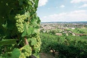 20 Hektaren gross ist das Weingut am Berg San Gallo oberhalb von Soligo. (Bild: PD)