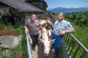 Der Schweinestall von Kaspar Hofer (rechts) mit dem vorgelagerten Freilauf für die Schweine. Neben Hofer steht sein Sohn Balthasar, der in Zukunft den Hof führen will. (Bild: Pius Amrein, Meggen, 17. Juni 2019)