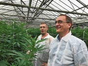 Die Galenus AG wird in Züberwangen Medizinalpflanzen kultivieren. Maik Schär (links), Betriebsleiter Galenus AG, sowie Bruno Rutishauser, Geschäftsführer der Rutishauser AG begutachten die Entwicklung der Hanfpflanzen. (Bild: PD)