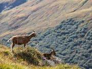 Ziegen und andere Wiederkäuer nehmen beim Grasen auch Sand und Staub auf, der beim Kauen die Zähne abreiben kann. Die Tiere behelfen sich dagegen mit einem Trick. (Bild: KEYSTONE/ALEXANDRA WEY)