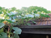 Volle Sonne, gute Ernte: Kürbiszucht auf dem Dach des Gartenhäuschens. (Bild: Nicole Häfliger)