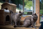 Die Geschwisterkatzen Minusch und Tipsj warten im Tierheim Sitterhöfli auf ihr neues Plätzchen. (Bild: Benjamin Manser)