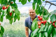 Bauer Walter Stettler zeigt seine Kirschen-Plantage. (Bild: Colin Frei)