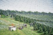Die Kirschenplantage von Walter Stettler, die mit einem Netz geschützt ist. (Bild: Colin Frei)