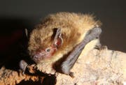 Sie besiedelt das Wauwilermoos: die Mückenfledermaus. (Bild: Monika Lachat)