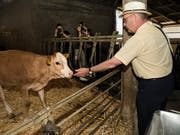 Bundesrat Guy Parmelin besucht einen Bauernhof und macht Bekanntschaft mit einem Kalb. (Bild: KEYSTONE/JEAN-CHRISTOPHE BOTT)