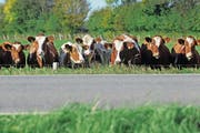 Littering entlang der Strassen kann gravierende Auswirkungen auf Nutztiere haben – insbesondere Kühe. (Bild: Caro Seeberg/Keystone)