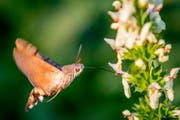 Das Taubenschwänzchen ist ein Nachtfalter aus der Familie der Schwärmer. Wegen seines auffälligen Flugverhaltens, das als Schwirrflug bezeichnet wird und das dem eines Kolibris ähnelt, wird es auch Kolibrischwärmer genannt. Zahlreiche vermeintliche Sichtungen von Kolibris in Europa gehen auf diese Schmetterlingsart zurück. Im Bild aus St.Gallen bedient sich das Taubenschwänzchen aus den Blüten des Aufrechten Ziest. (Leserbild: Franz Blöchlinger - 23. Juni 2019)