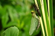 Leserbild Ingrid Zürcher fotografierte die frisch geschlüpfte Mosaikjungfer im Familiengarten Feldli. Sobald die Flügel getrocknet sind, wird die Libelle abschwirren.
