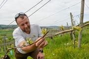 Blauburgunder -Traubenblüten an den Reben vom Weingut Sunnehalde von Markus Müller . (Archivbild: Donato Caspari)