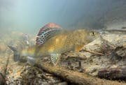 Eine undatierte Aufnahme einer Äsche, dem Schweizer Fisch des Jahres 2016. (Bild: Rainer Kühnis/Schweizerischer Fischerei-Verband)