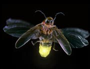 Das Glühwürmchen ist Tier des Jahres der Pro Natura und war deshalb auch das Thema der Jubiläumsveranstaltung vom Samstag. (Bild: Darwin Dale/Keystone)