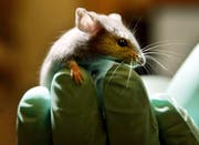 An Mäusen wurde der Parkinson-Mechanismus getestet. (Bild: AP/Robert F. Bukaty)