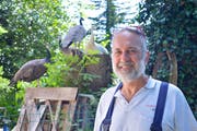 Marcel Preiss und seine ausgehfreudigen Pfauen. (Bild: Mario Testa)