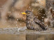 Vögel vertragen die Hitze in der Regel gut. Trotzdem kühlen auch sie sich gerne in einem Bad ab. (Bild: Keystone/Beat Rüegger)