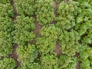 Der Bundesrat will den Zugang zu Cannabis für medizinische Zwecke erleichtern. (Bild: KEYSTONE/GAETAN BALLY)