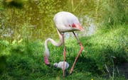 Ein Flamingo mit seinem Jungtier. (Bild: PD/Walter-Zoo)