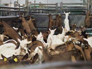 Abfallprodukt der Milchwirtschaft: Wenige Wochen alte Zicklein im Schlachthof. (Bild: Schweizer Tieschutz STS)