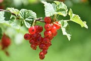 Reife Johannisbeeren in einem St.Galler Garten. (Leserbild: Robert Scherrer - 26. Juni 2019)