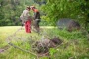 Weidezäune und Stacheldraht an Waldrändern werden Jahr für Jahr vielen Wildtieren zum Verhängnis. Bei Gossau wurden Ende Mai daher vom Zivilschutz nicht mehr benötigte Zäune abgerissen. (Bild: Ralph Ribi - 22. Mai 2019)