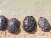 In der Schweiz werden jedes Jahr mehrere hundert Schildkröten ausgesetzt. Die Auffangstation in Chavornay VD wurde vergrössert und hat nun Platz für bis zu 4500 Tiere. (Symbolbild). (Bild: KEYSTONE/CYRIL ZINGARO)