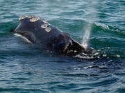 Eine Atlantische Nordkaper vor der Küste von Plymouth, Massachusetts - die Wal-Art ist stark vom Aussterben bedroht. (Bild: KEYSTONE/AP/MICHAEL DWYER)