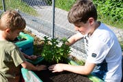 Zwei Buben pflanzen im Rahmen der Projektwoche Kräuter an für den Garten der Primarschule Ottoberg. (Bild: PD/Werner Lenzin)