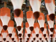 Blick in die Produktion der Rakete-Glacé in Rorschach. Auch 50 Jahre nach der Lancierung ist sie immer noch die Meistverkaufte. (Bild: KEYSTONE/ENNIO LEANZA)
