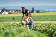 Das Erdbeerfeld von Martin Germann in Lömmenschwil. (Bild: Michel Canonica)