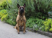 Polizeihund Deluxe erschnüffelte Bargeld und Kokain. (Bilder: Zuger Polizei)