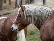 Ein Pferd ist am Samstag bei Laufen BL vor einen Zug geraten. Es wurde dabei so schwer verletzt, dass es noch am Unfallort verstarb. Personen kamen keine zu Schaden. (Bild: KEYSTONE/TI-PRESS/FRANCESCA AGOSTA)