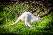 Inala auf dem Weg ins Gehölz. Albino-Kängurus sind eher Einzelgänger, glaubt Tamara Krapf. (Bilder: Urs Bucher)