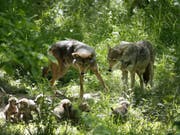 Wolfsvater Oka (l) hilft Mutter Artemis (r) bei der Aufzucht. Gemäss Zürcher Forschenden ermöglicht sein Engagement die Entwicklung grösserer Hirne bei der Brut. Denn im Tierreich bietet der Vater die zuverlässigere Unterstützung als der Rest vom Rudel. Bei den Menschen ist es anders. (Bild: Keystone/AP/JEFF ROBERSON)