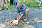 Faszinierend anzuschauen: Ein etwa sieben Wochen alter Jungvogel wird hier beringt. (Bilder: Heidy Beyeler)
