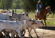 Rinder in Paraguay: Die Mercosur-Staaten sind für ihre Fleischexporte bekannt. (Bild: Noah Friedman-Rudovsky/Bloomberg, Chaco, 15. Dezember 2010)