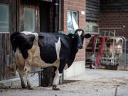 Die Sonntagspresse thematisiert Missstände auf Schweizer Bauernhöfen bei der Tierhaltung. (Bild: KEYSTONE/MELANIE DUCHENE)