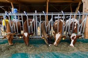 Der Umgang mit Tieren gehört zu den Aufgaben von angehenden Landwirtinnen und Landwirten. (Bild: Key/Anthony Anex)
