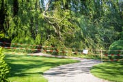 Der Ast der Hängebuche liegt abgebrochen auf dem Weg im Haffterpark. (Bild: Andrea Stalder)