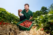 Der Hünenberger Erdbeerproduzent Jonas Boog begutachtet die Ernte. (Bild: Stefan Kaiser, 04. Juni 2019)