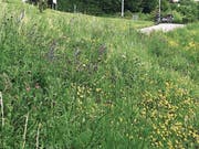 Ein kleiner Hang im Wiler Weinbergquartier: Was für den Laien wie ein Wildwuchs aussieht, ist in Tat und Wahrheit eine gezielt angelegte Vegetation für Pflanzen und Kleintiere. (Bild: PD)